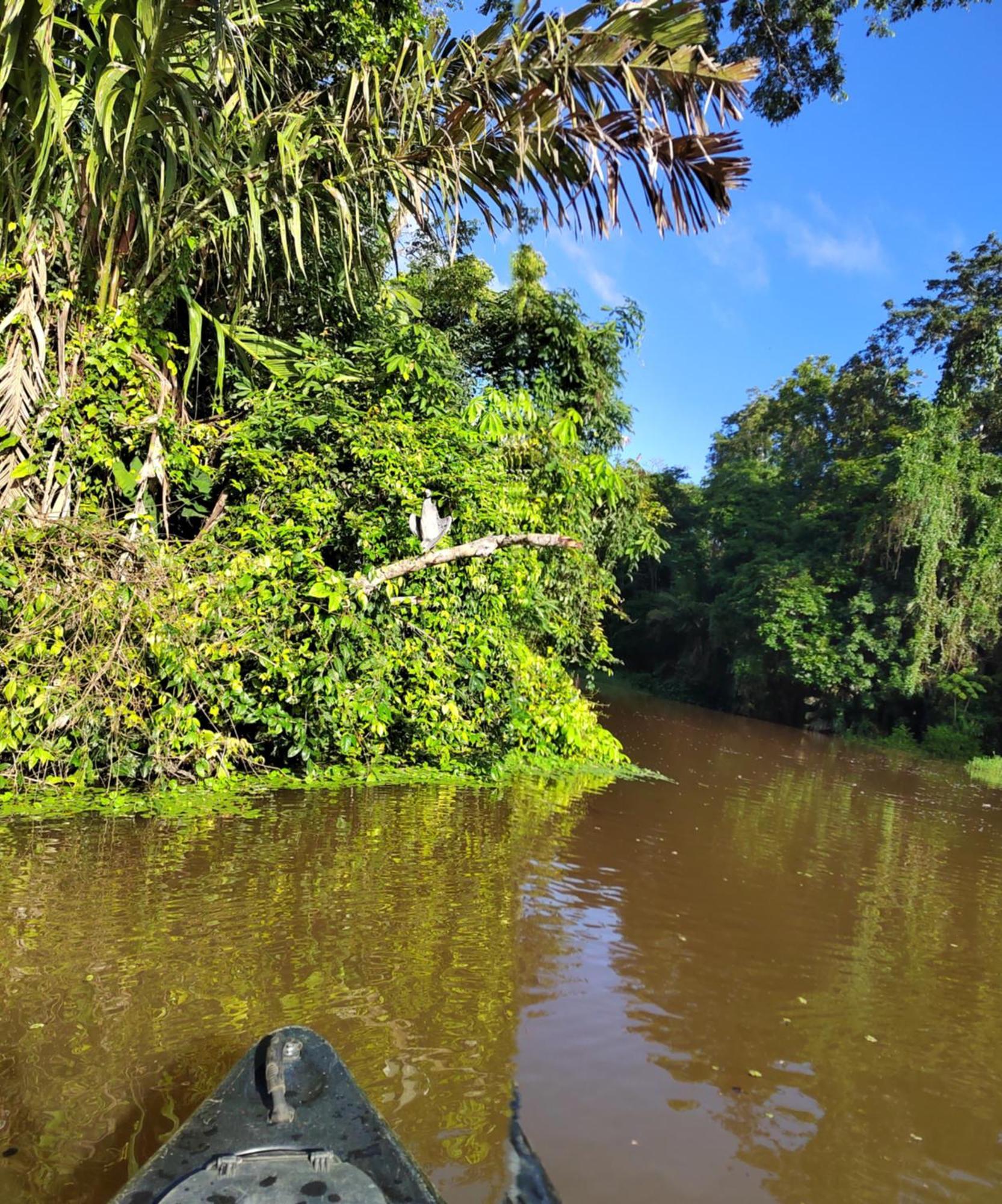 Cabinas Agamy Tortuguero Eksteriør bilde