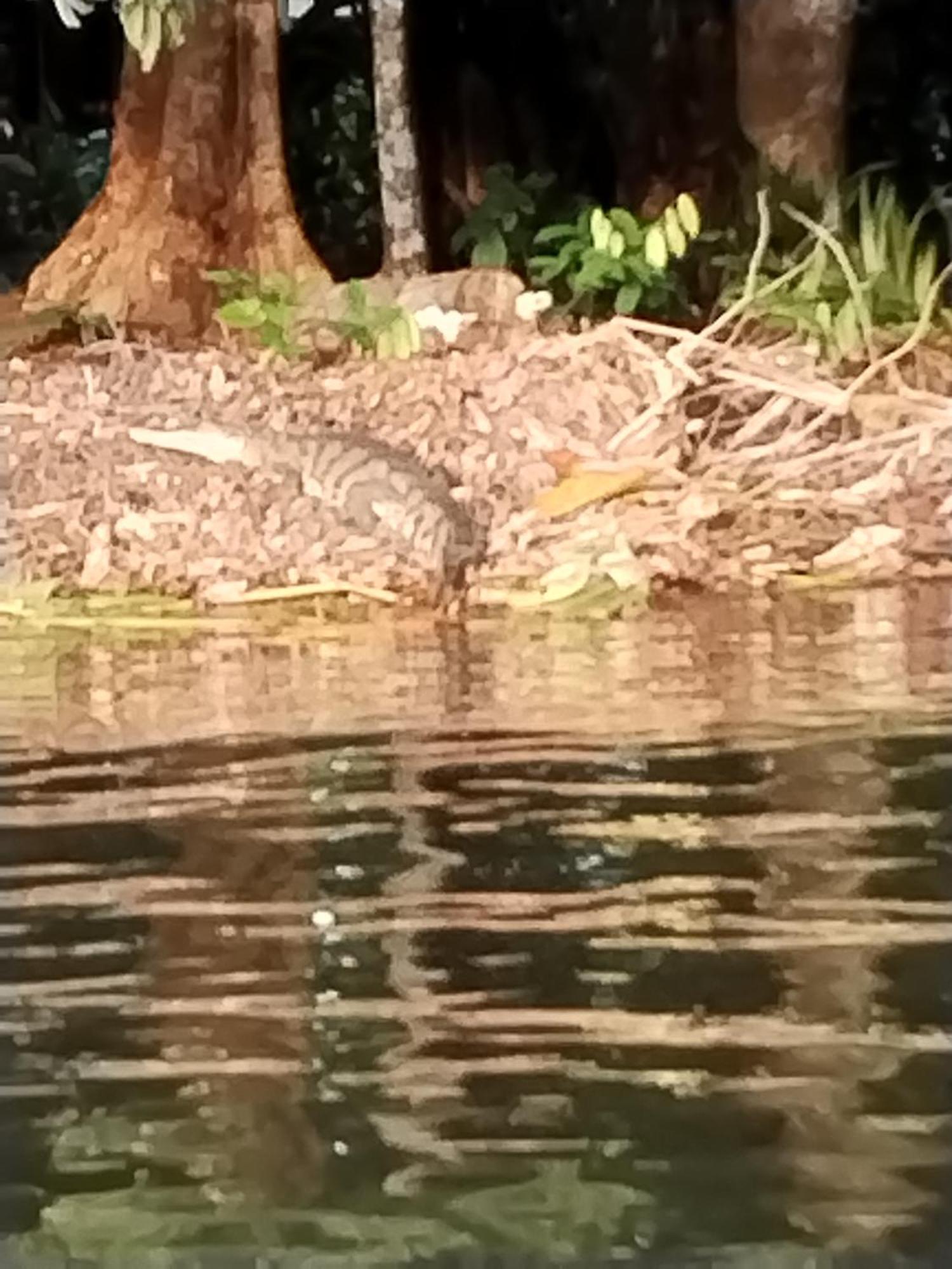 Cabinas Agamy Tortuguero Eksteriør bilde